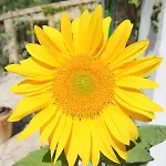 Le Jardin Du Somail בית נופש *