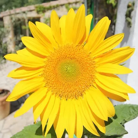 Le Jardin Du Somail Dom wakacyjny *