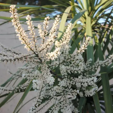 Le Jardin Du Somail *