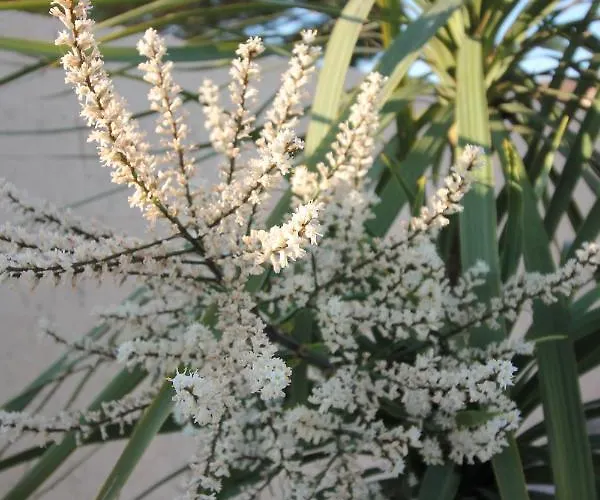 Le Jardin Du Somail *